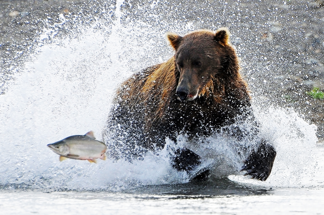 Медведь ловит рыбу зимой